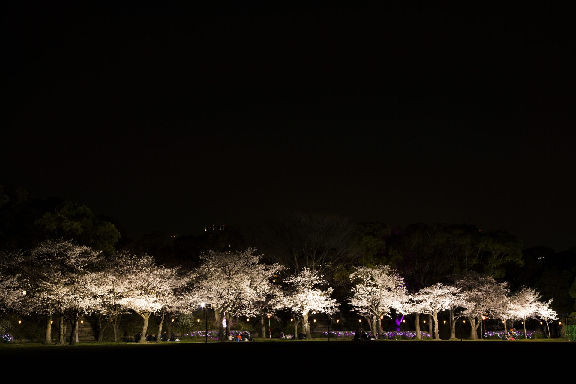 大阪必遊賞櫻景點 大阪城公園 在宏偉的都市綠洲中賞櫻 好運日本行