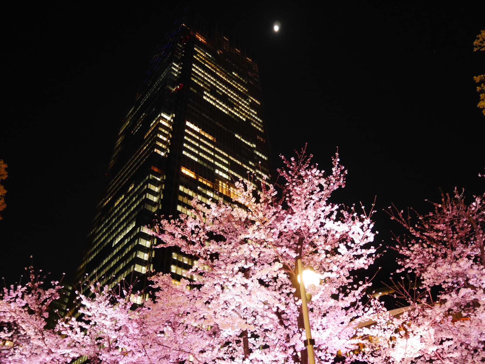 Cherry blossom trees at night  City aesthetic, Japan, Japan aesthetic