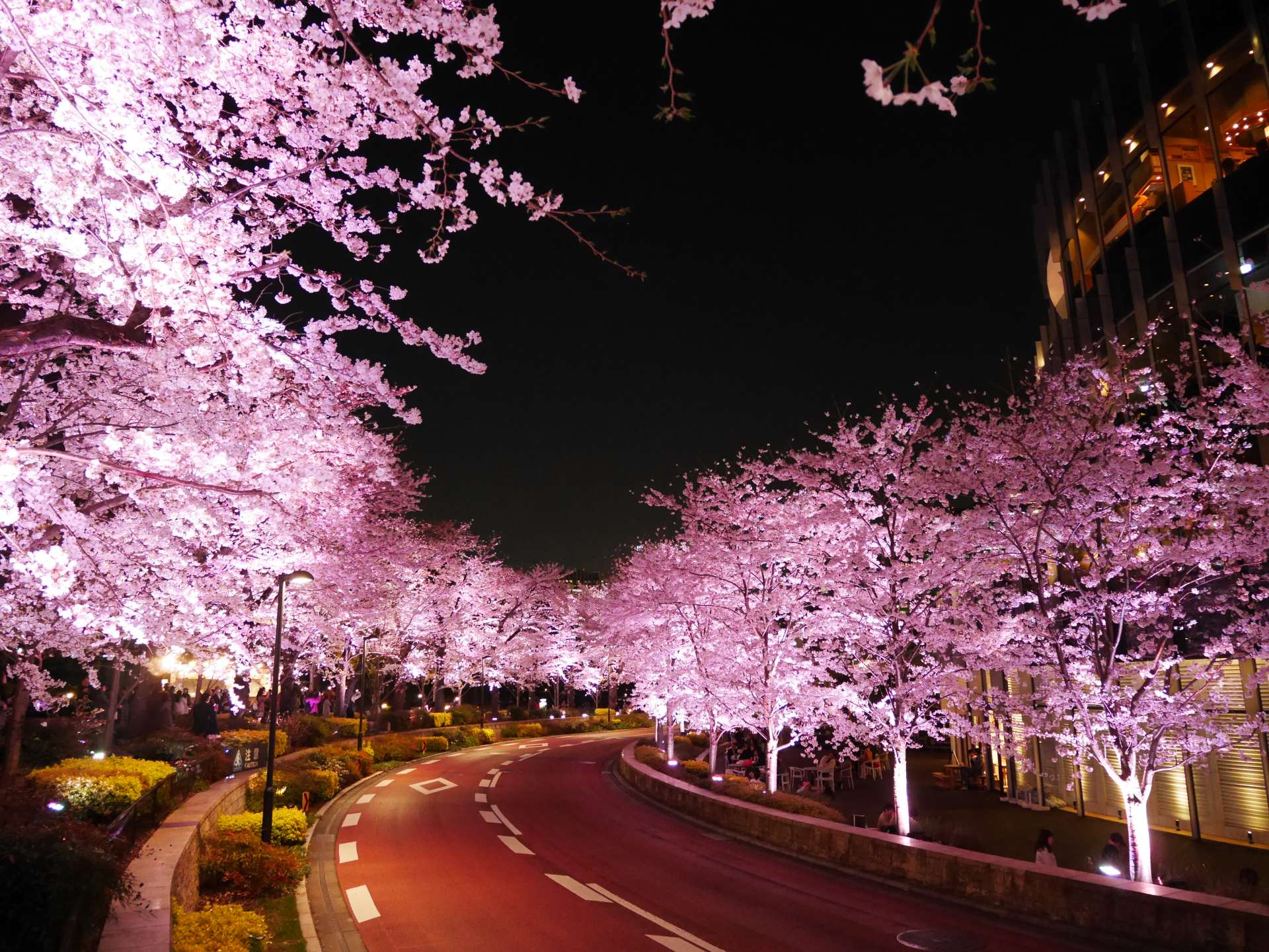 Cherry blossoms at day・night in Tokyo・Roppongi Midtown | GOOD LUCK TRIP