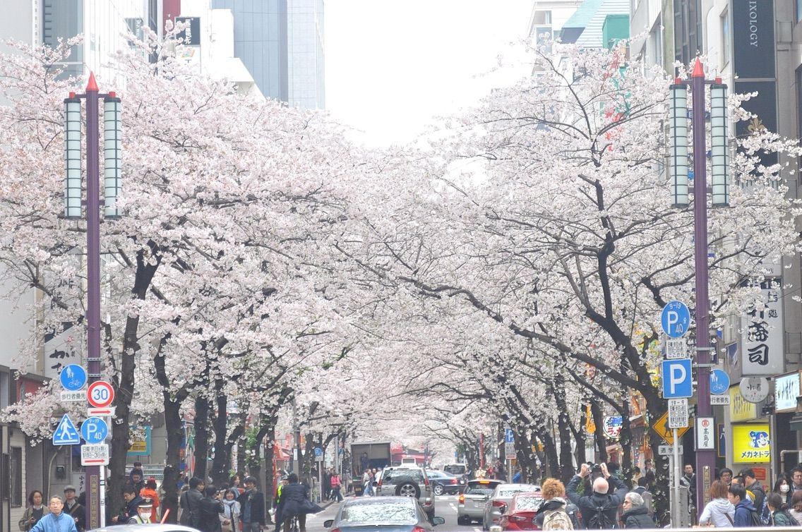 东京必游赏樱景点之十 八重洲樱花通 通往日本桥的梦幻樱花隧道 好运日本行