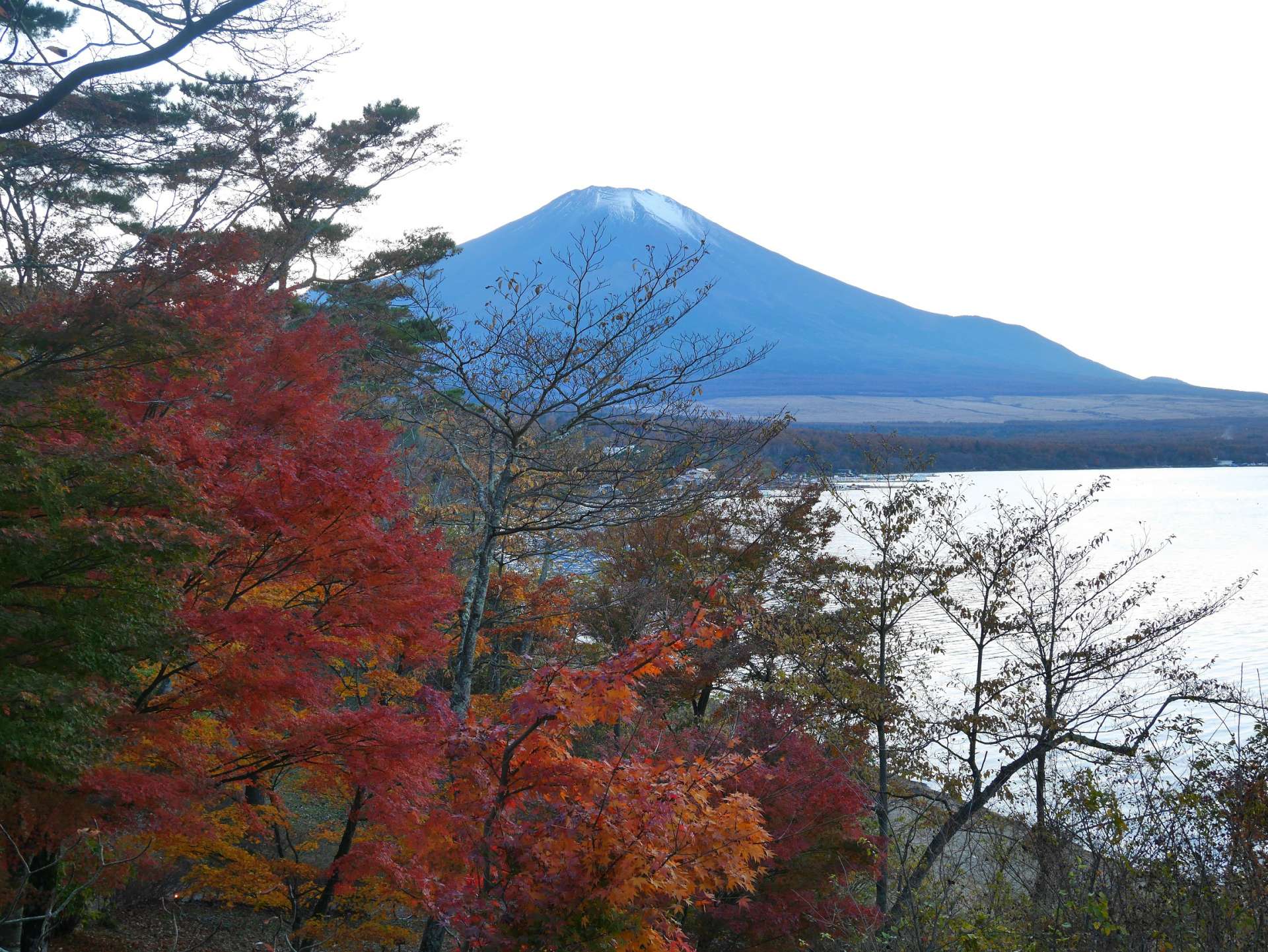 山梨紅葉景點山中湖 欣賞湖畔晚霞與楓葉之絕景 好運日本行