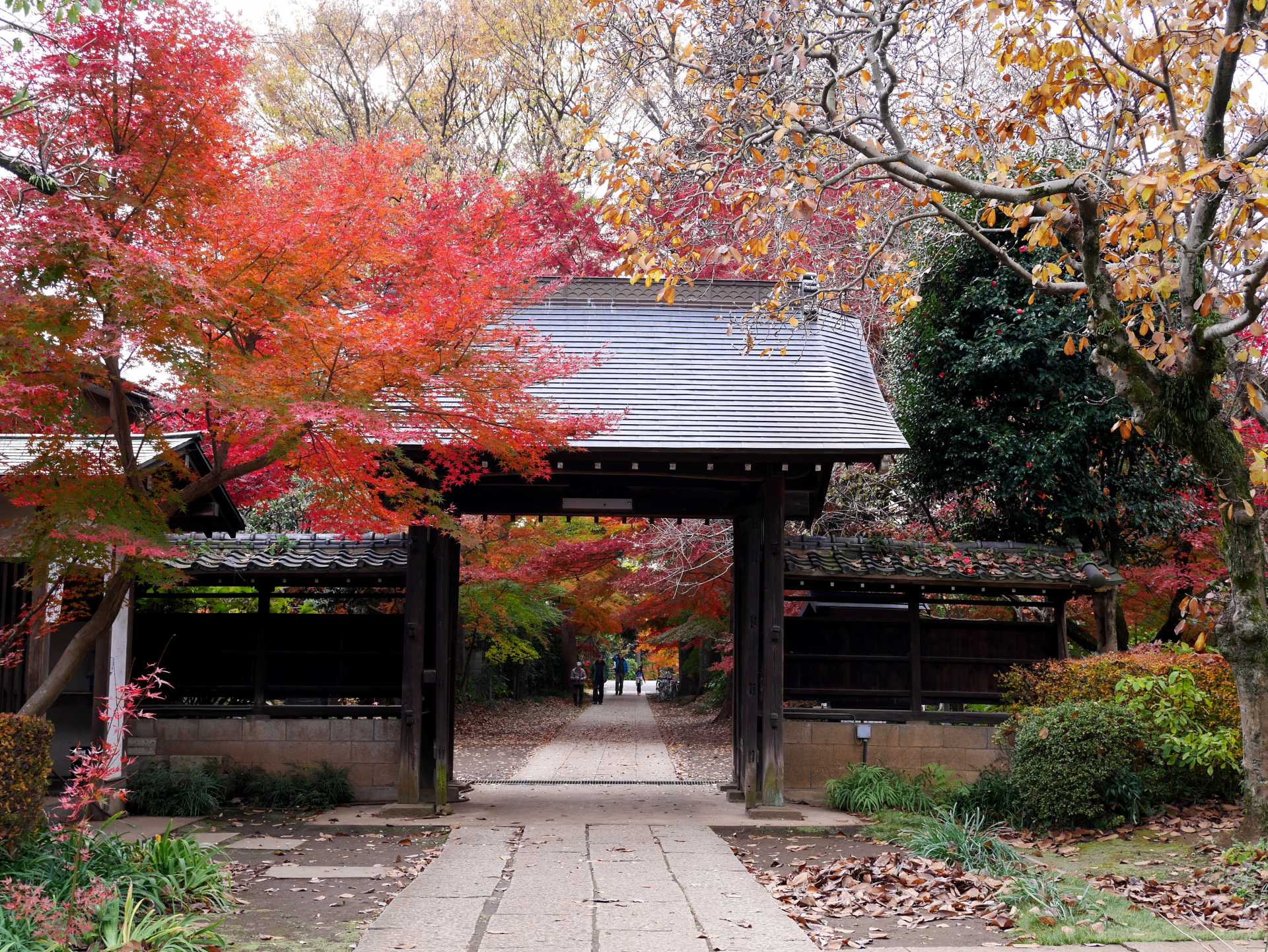 埼玉县川口市 安行红叶「兴禅院」及「小林红叶园」