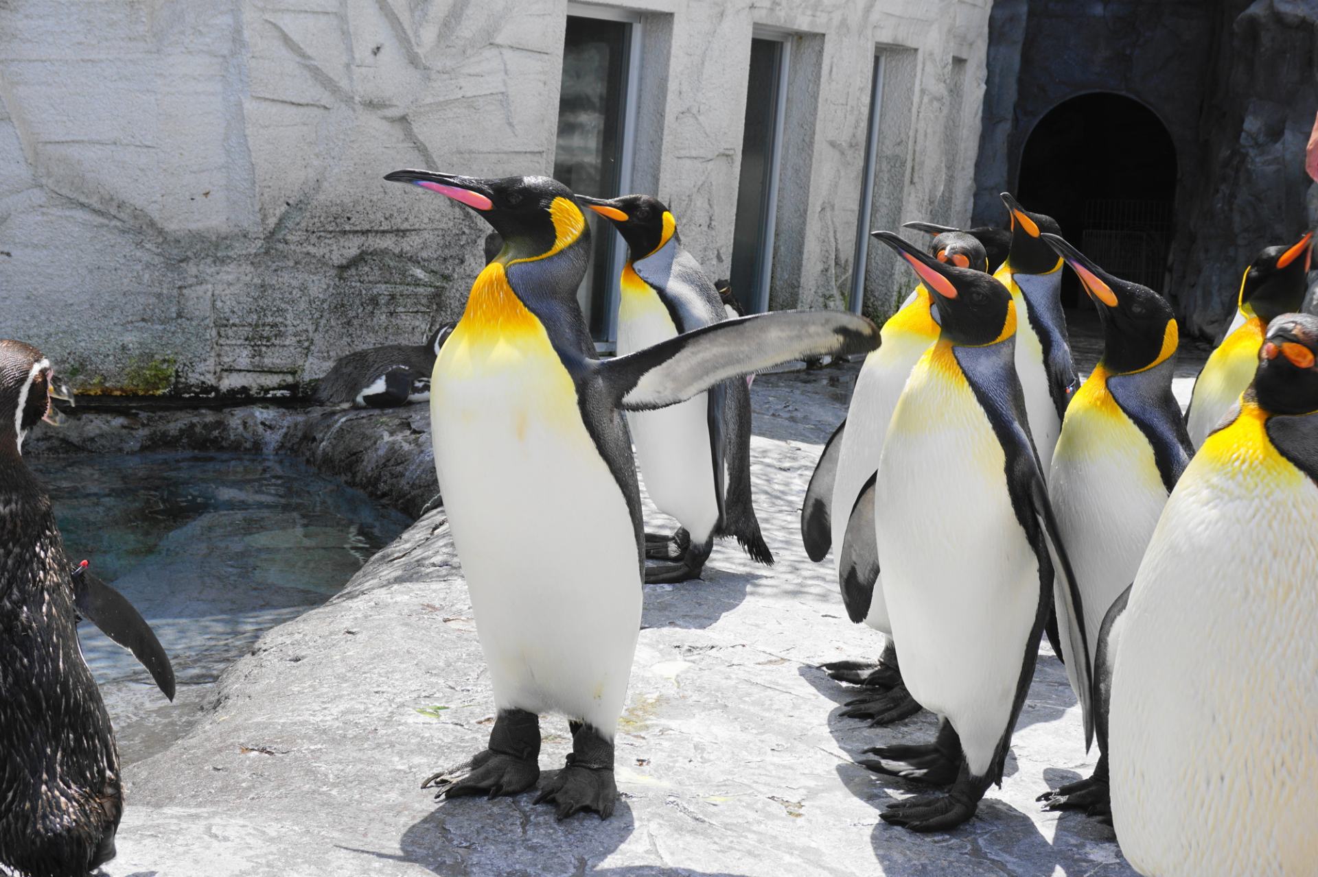 北海道 旭川市旭山動物園 好運日本行