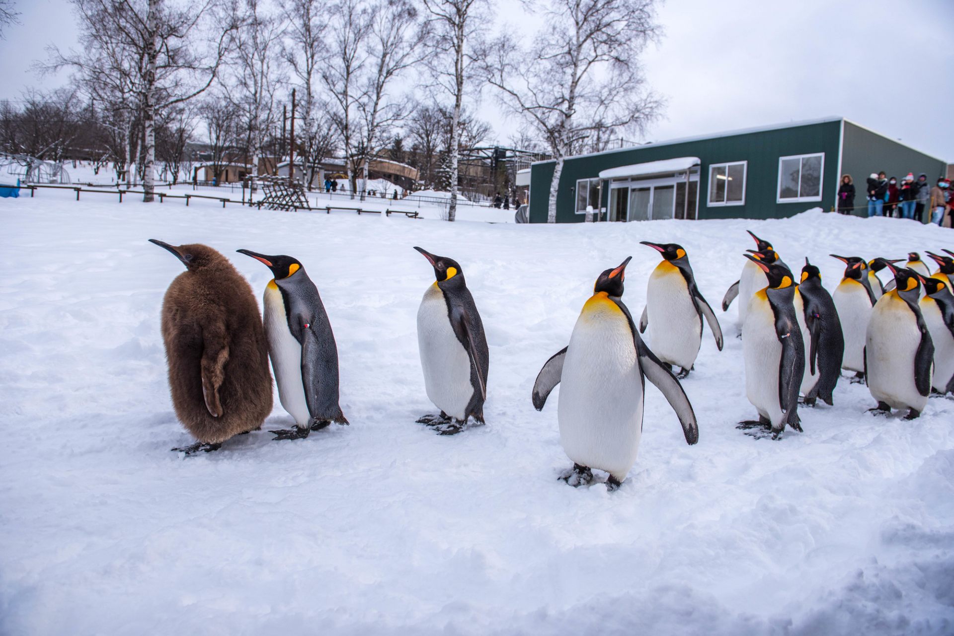 北海道 旭川市旭山動物園 好運日本行