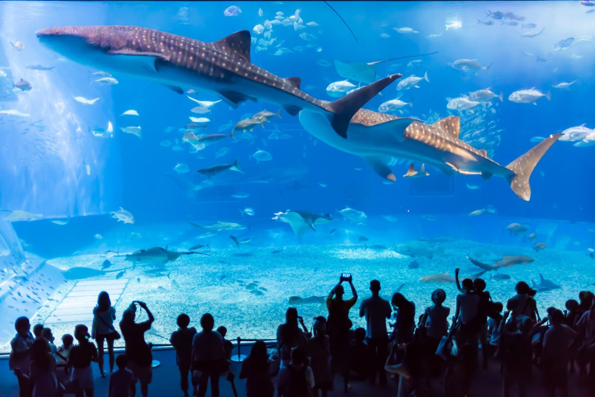 MoVe on 旅食: [沖繩]本部町美之海水族館(美ら海水族館).終於看到"黑潮之海"水槽的鯨鯊了~