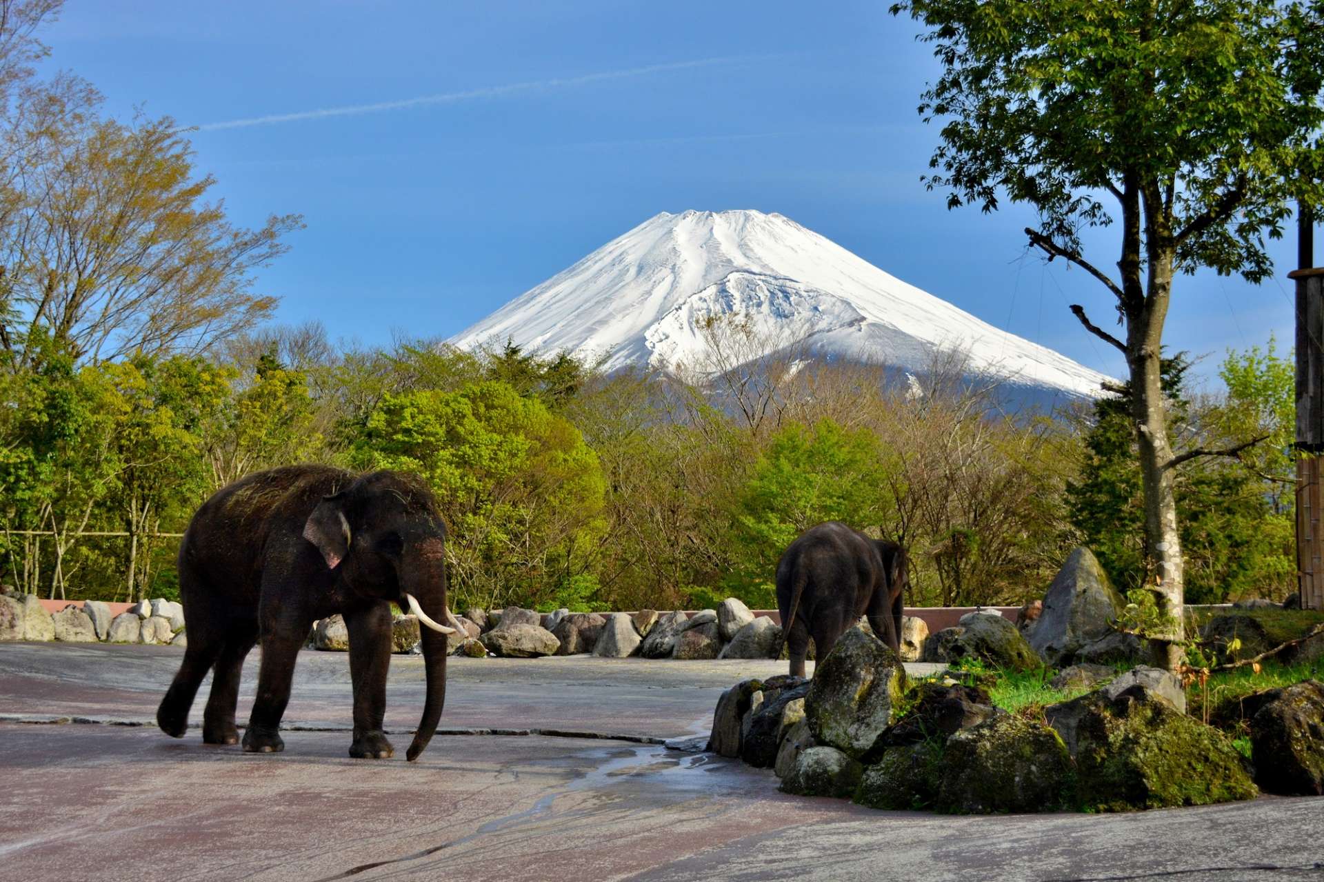 Visiting Gotemba Premium Outlets - The Best Shopping Mall Near Mount Fuji!