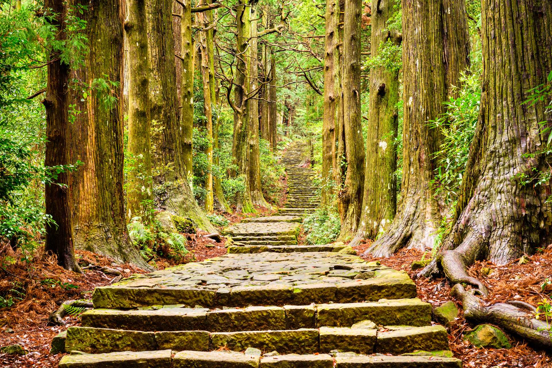 Nachi Falls Good Luck Trip