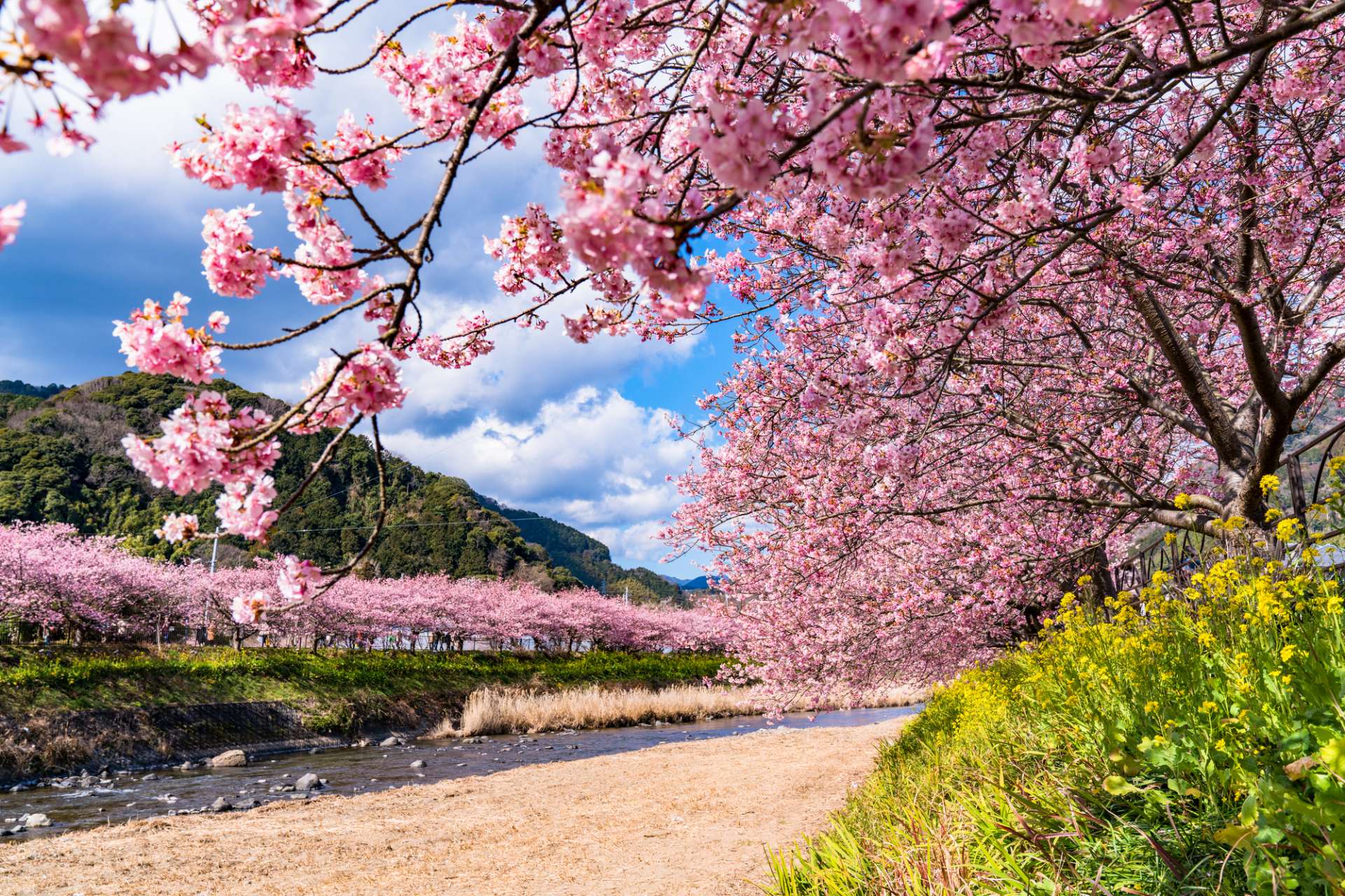 Kawazu Cherry Blossom Festival Izu Travel | lacienciadelcafe.com.ar