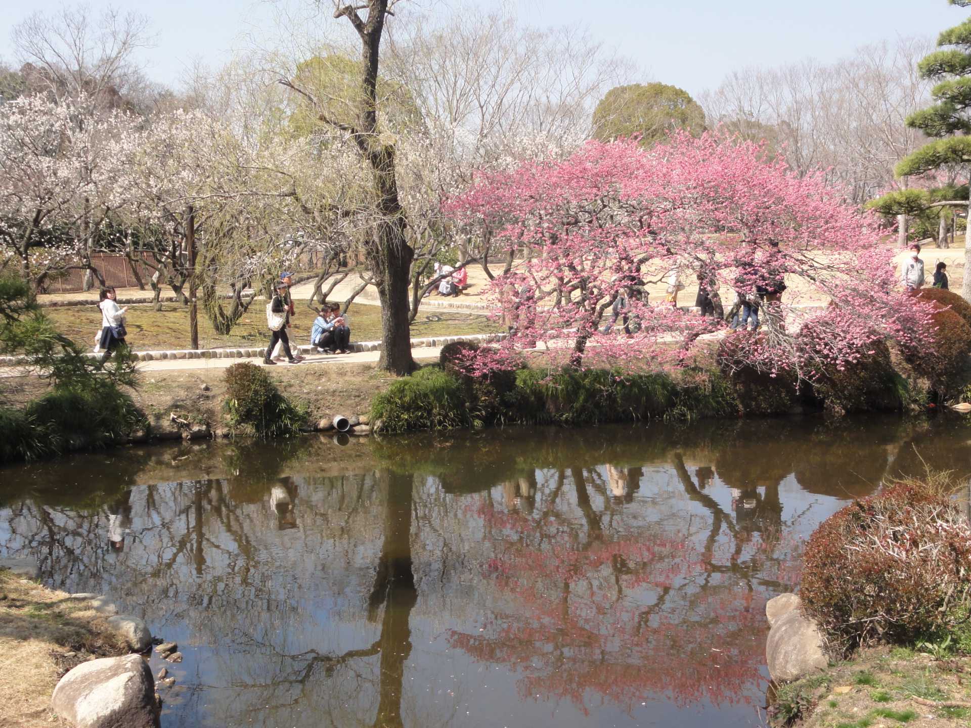 茨城县 水戸自由行 早春的当天来回行程 偕乐园 梅花祭 千波湖 弘道馆 好运日本行