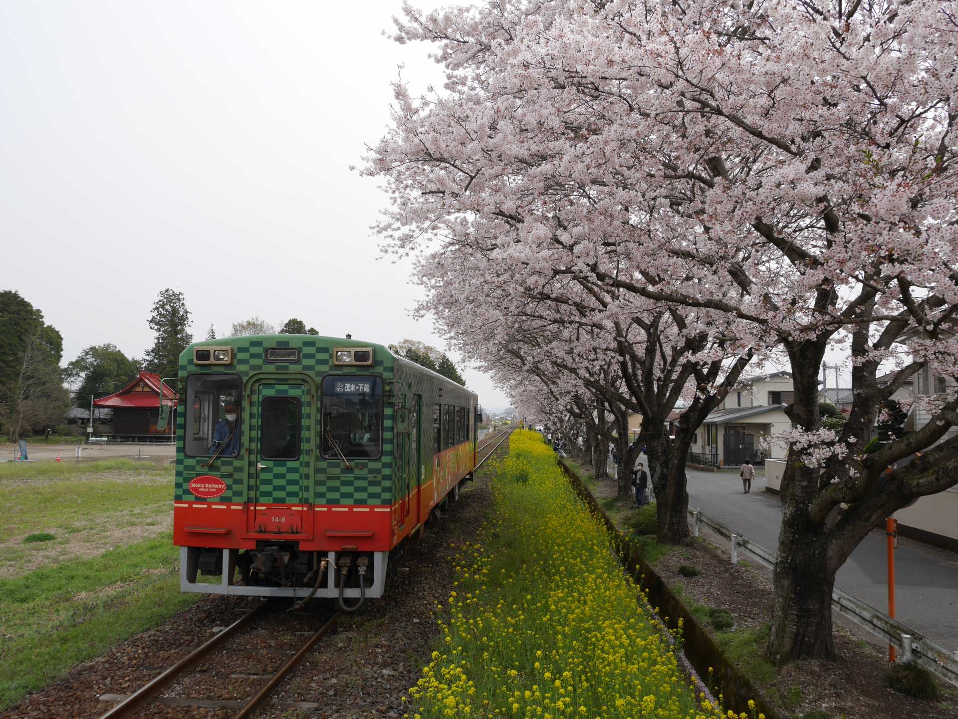 真冈铁道一日游 欣赏樱花步道 油菜花 蒸汽火车之绝景 好运日本行