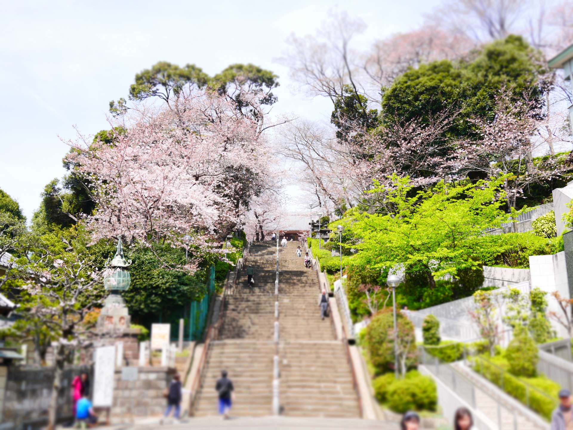 東京 池上本門寺 五重塔與櫻花的賞花散步 好運日本行