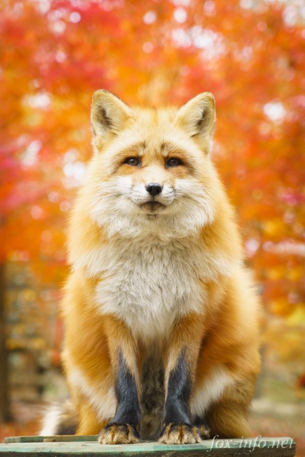 日本全國獨家 可以跟可愛的狐狸親密接觸 傳說中的 宮城藏王狐狸村 好運日本行