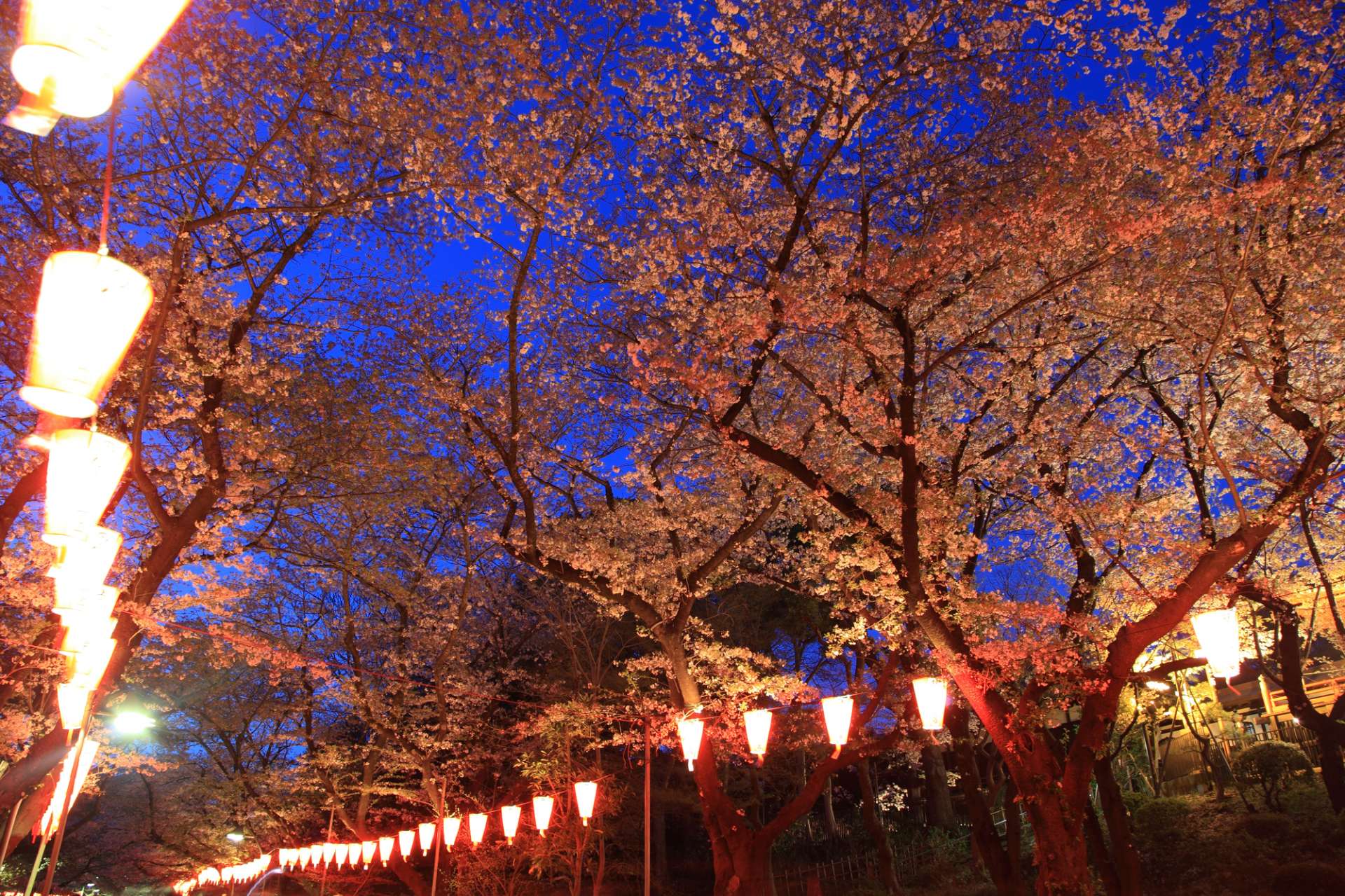 The Ueno Cherry Blossom Festival Tokyo GOOD LUCK TRIP
