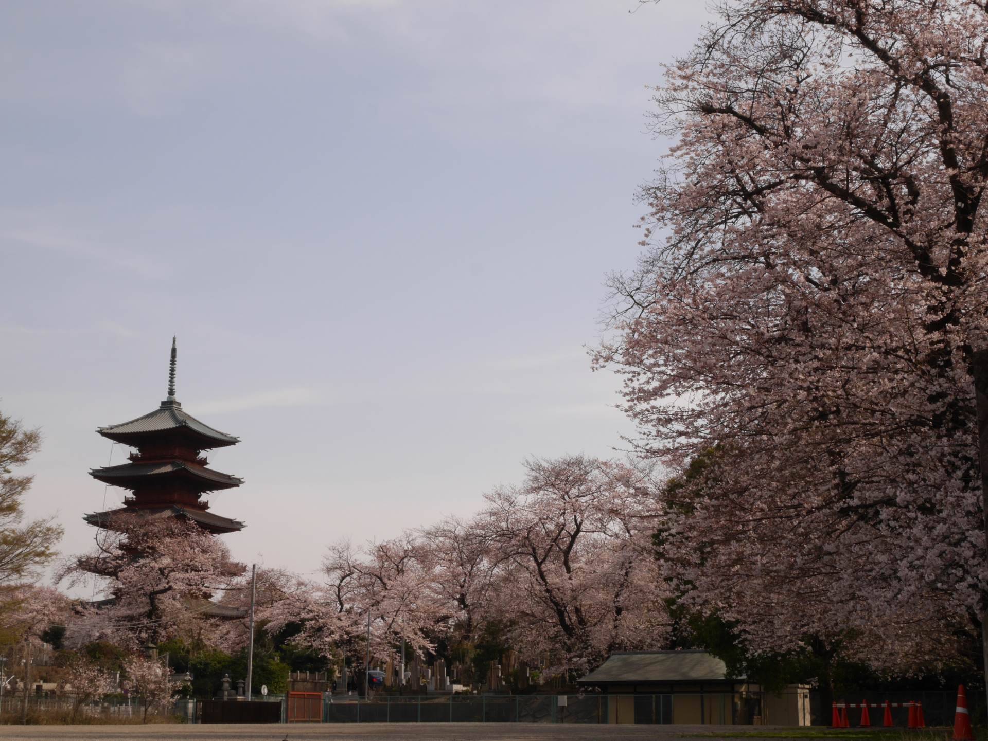 东京樱花景点总整理 必看的赏樱景点都在这里了 好运日本行