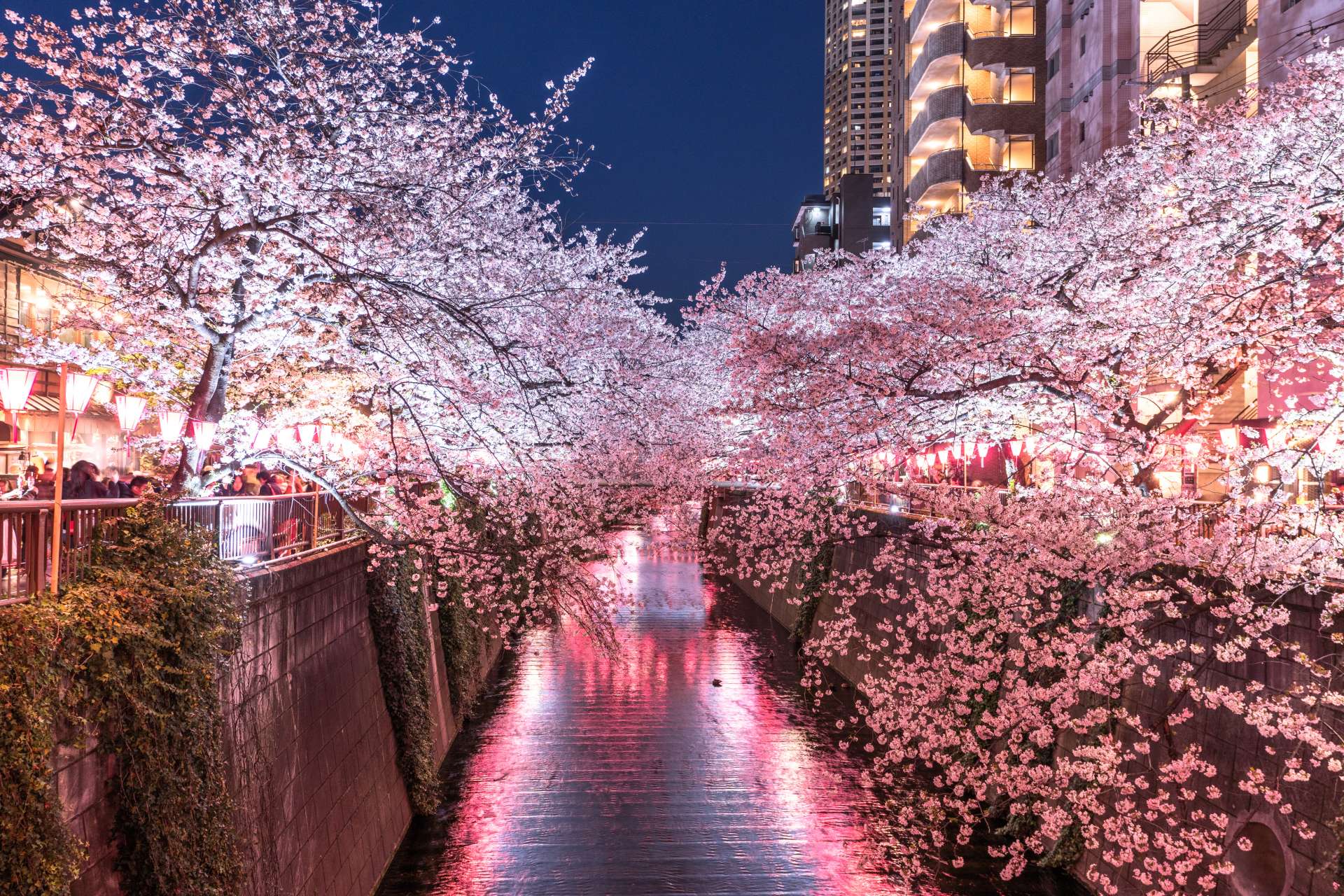 东京樱花景点总整理】东京最美的樱花到底在哪里呢？必看的赏樱景点都在这了！ | 好运日本行