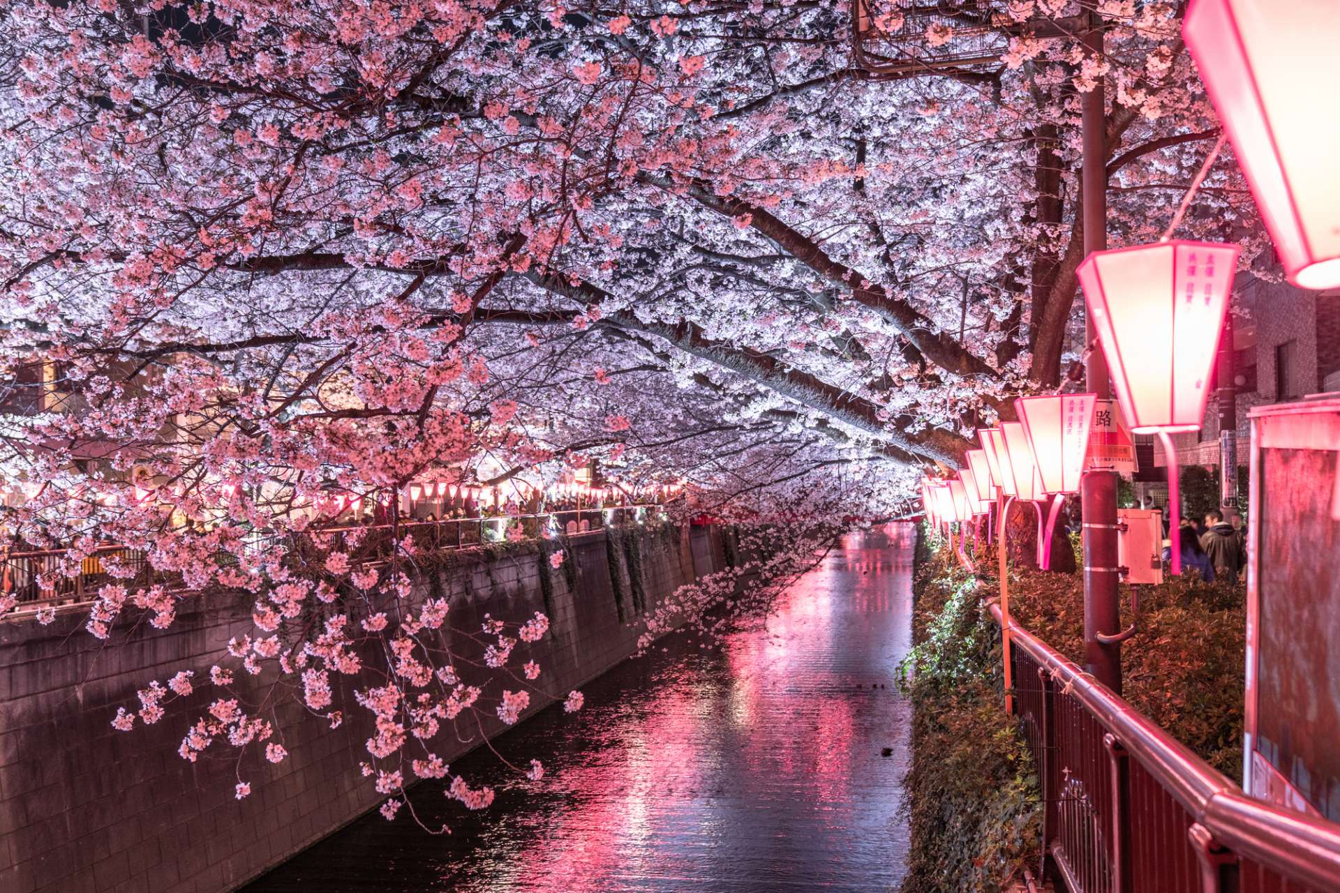 The Full Facets of Spring! 16 Popular Cherry Blossom Viewing Spots in Tokyo  | GOOD LUCK TRIP