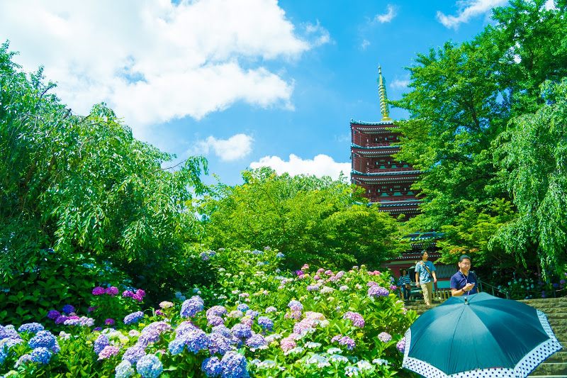 東京近郊賞花 千葉縣 本土寺 的紫陽花 好運日本行