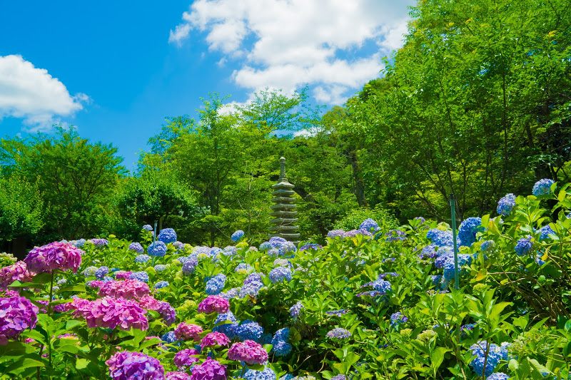 Chiba Prefecture – Hondo-ji Temple's 50,000 Hydrangeas | GOOD LUCK TRIP