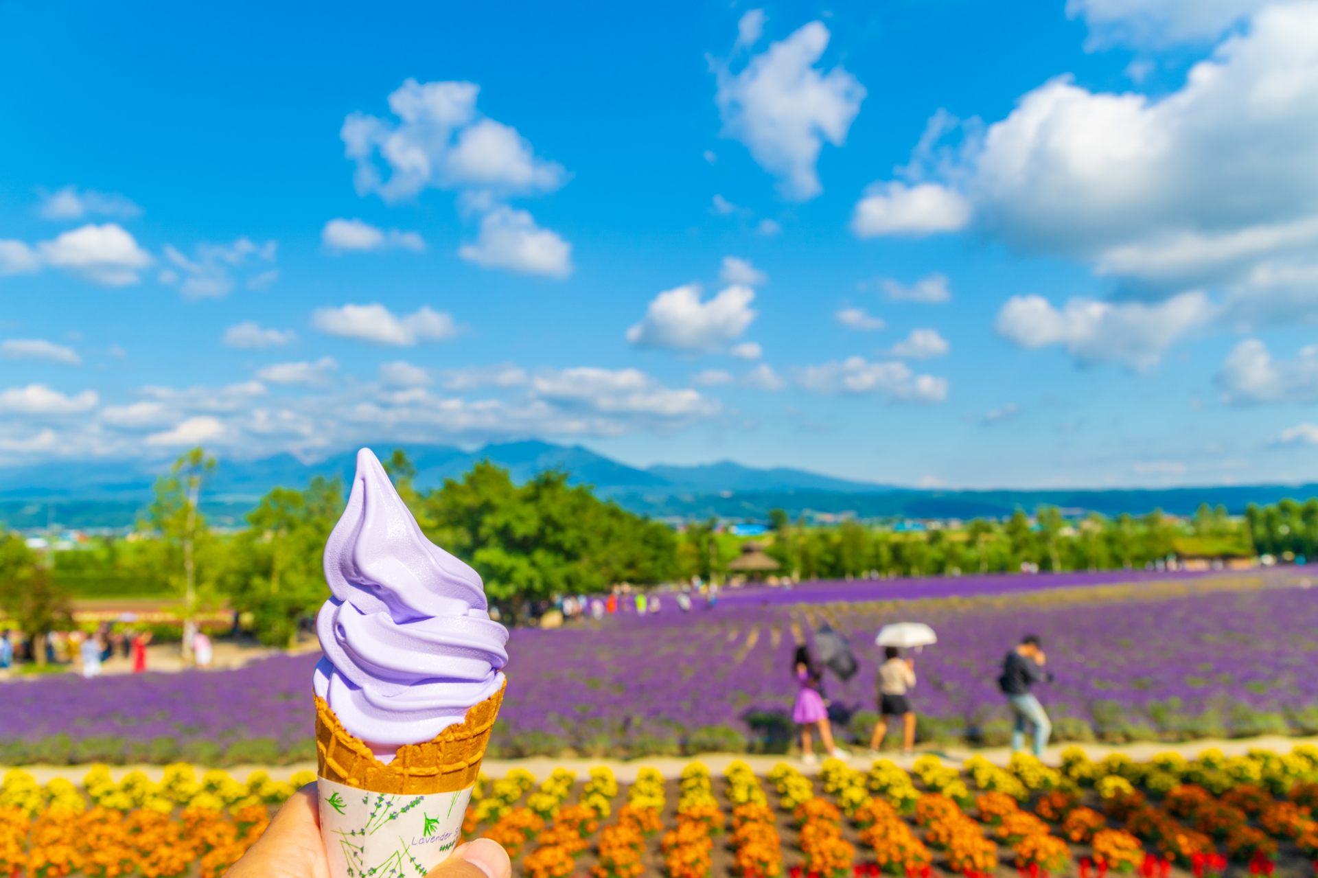 日本最大级别北海道富田农场薰衣草花田美景