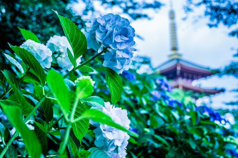 东京 东京近郊夏季赏花必看 紫阳花 绣球 景点四选 好运日本行