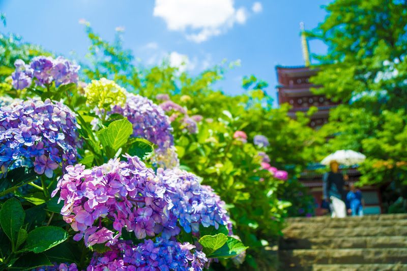 东京 东京近郊夏季赏花必看 紫阳花 绣球 景点四选 好运日本行