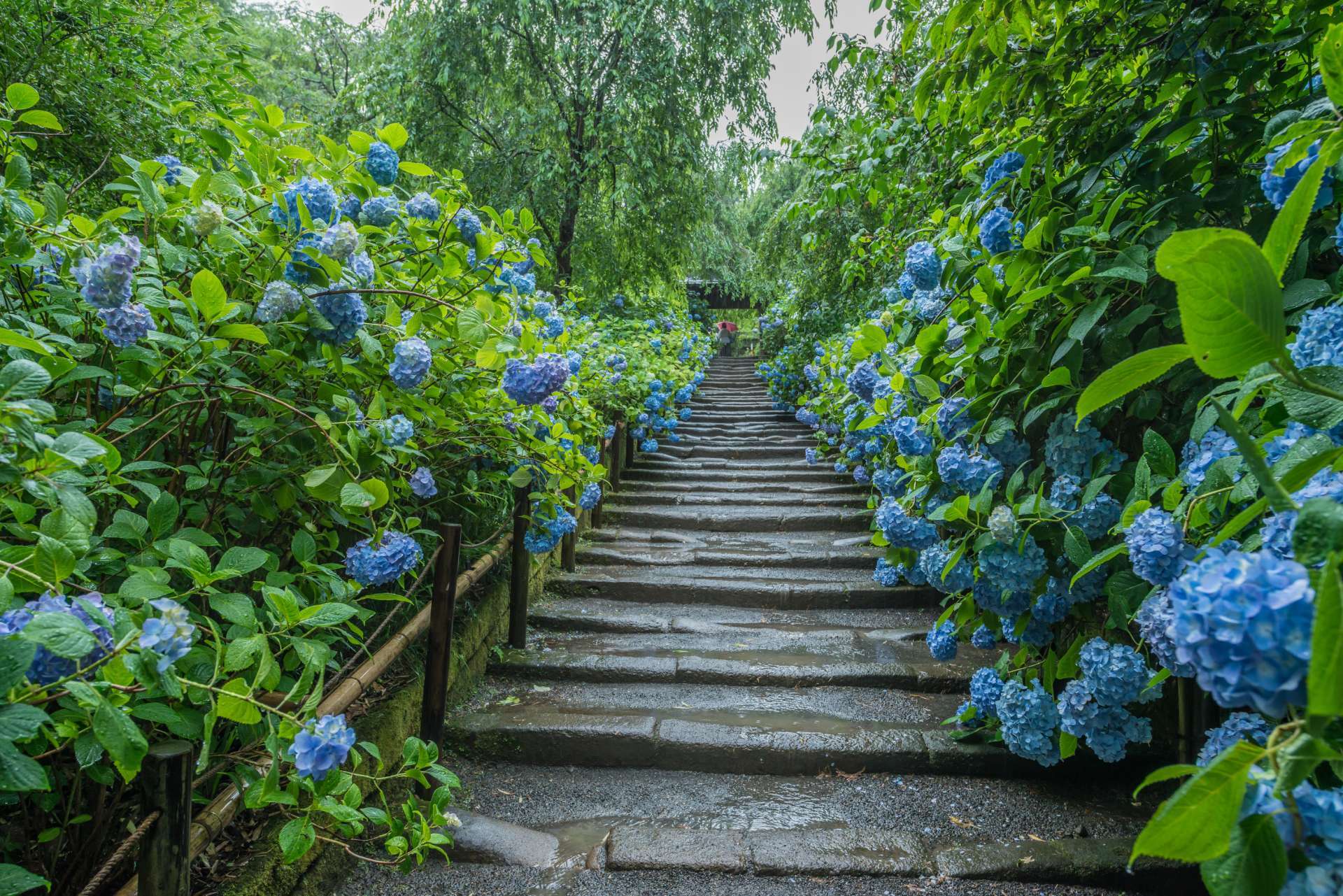 东京 东京近郊夏季赏花必看 紫阳花 绣球 景点四选 好运日本行