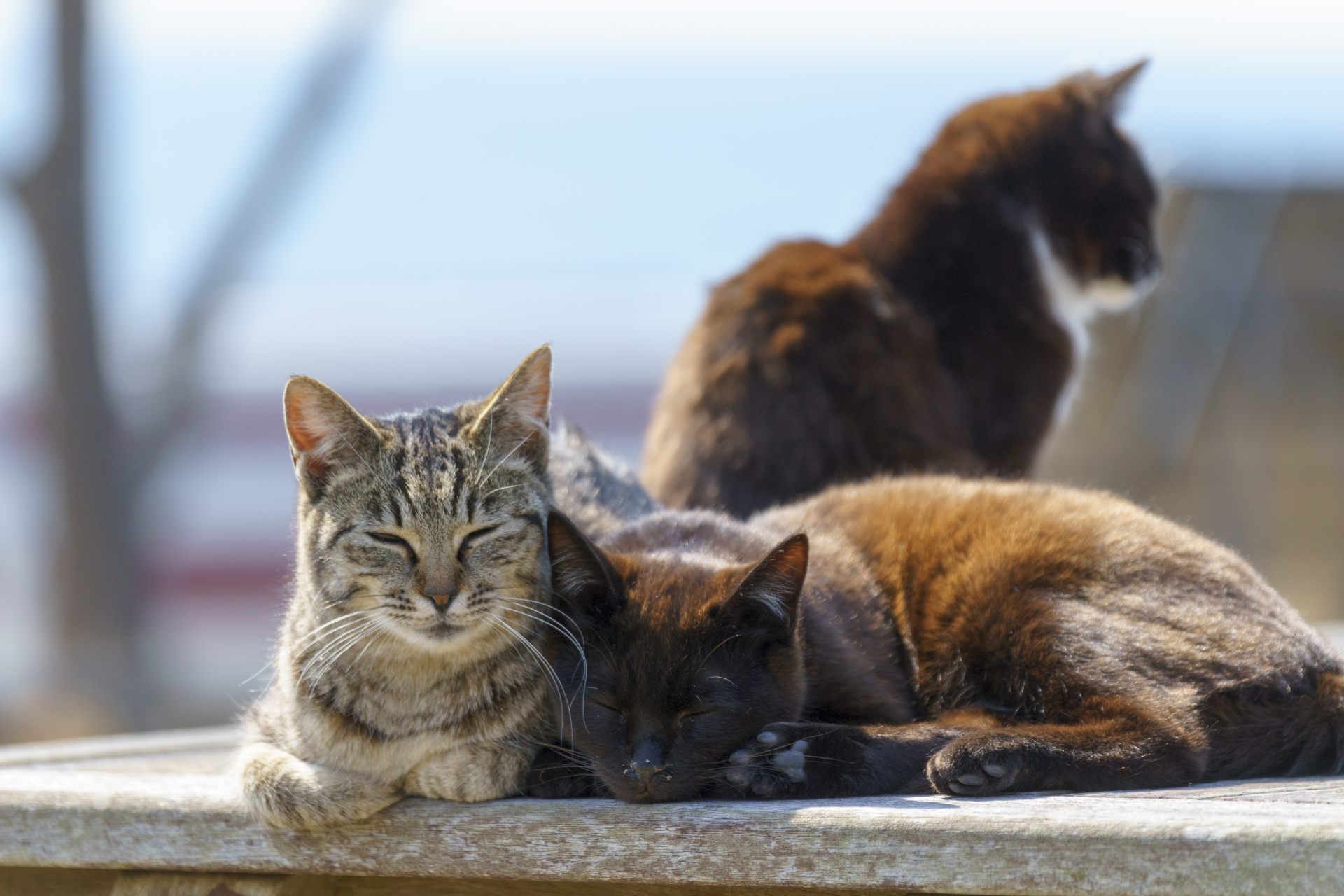 2 кошки