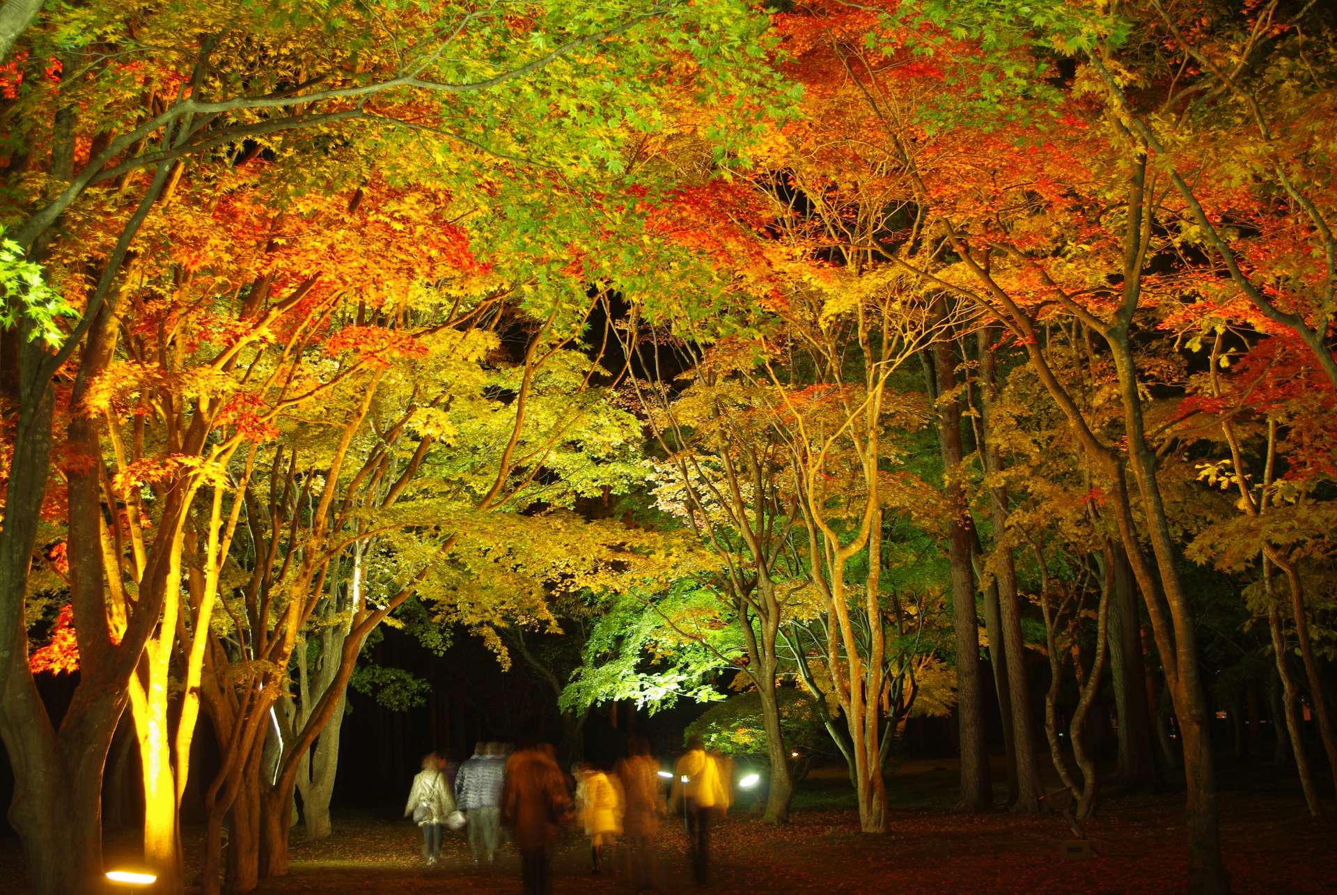 A Fall Foliage Viewing Spot in Hokkaido: Breathtakingly Beautiful 