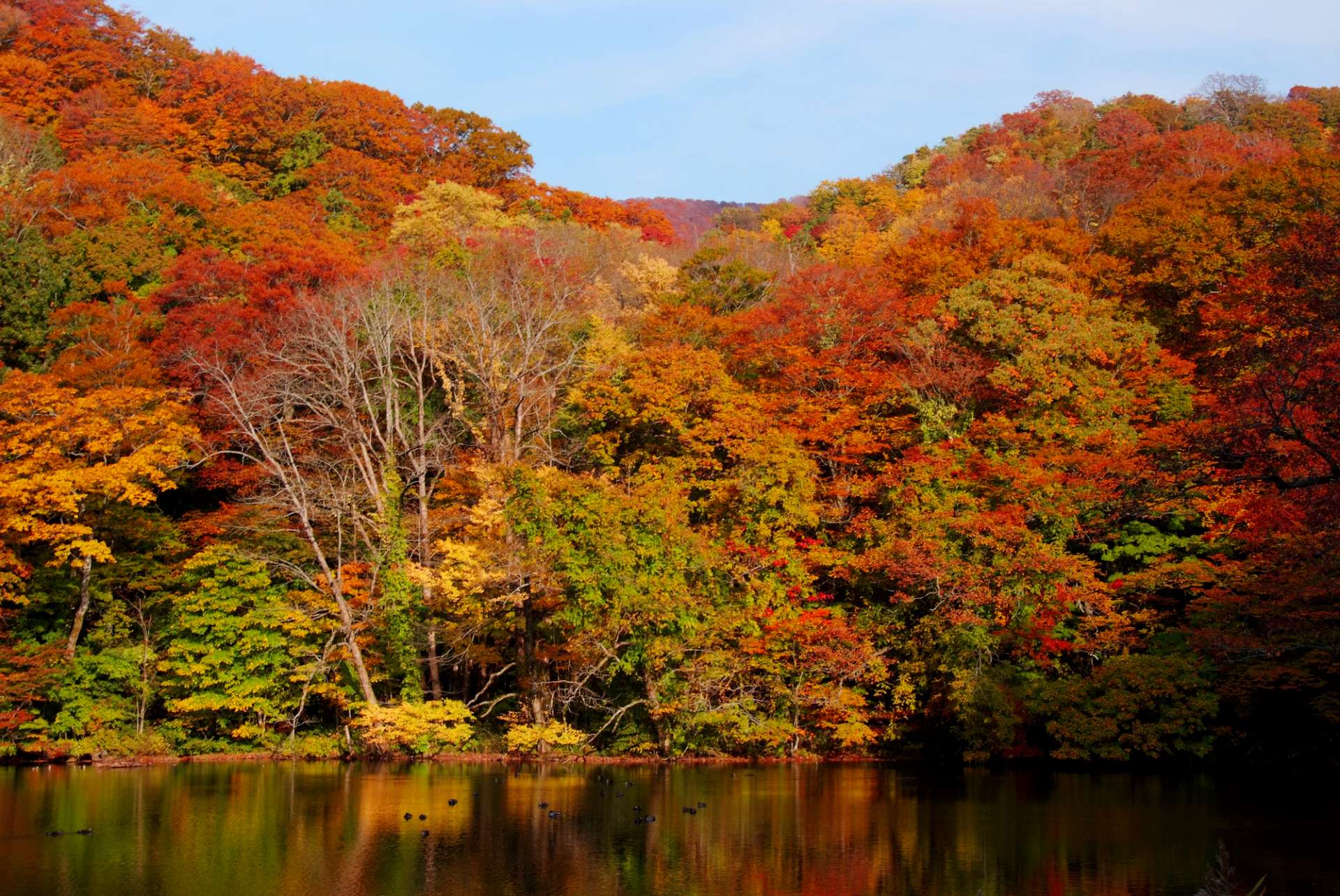青森紅葉景點 人間仙境 雞頭場之池 澄淨如鏡的湖水和嬌媚的櫸樹林 好運日本行