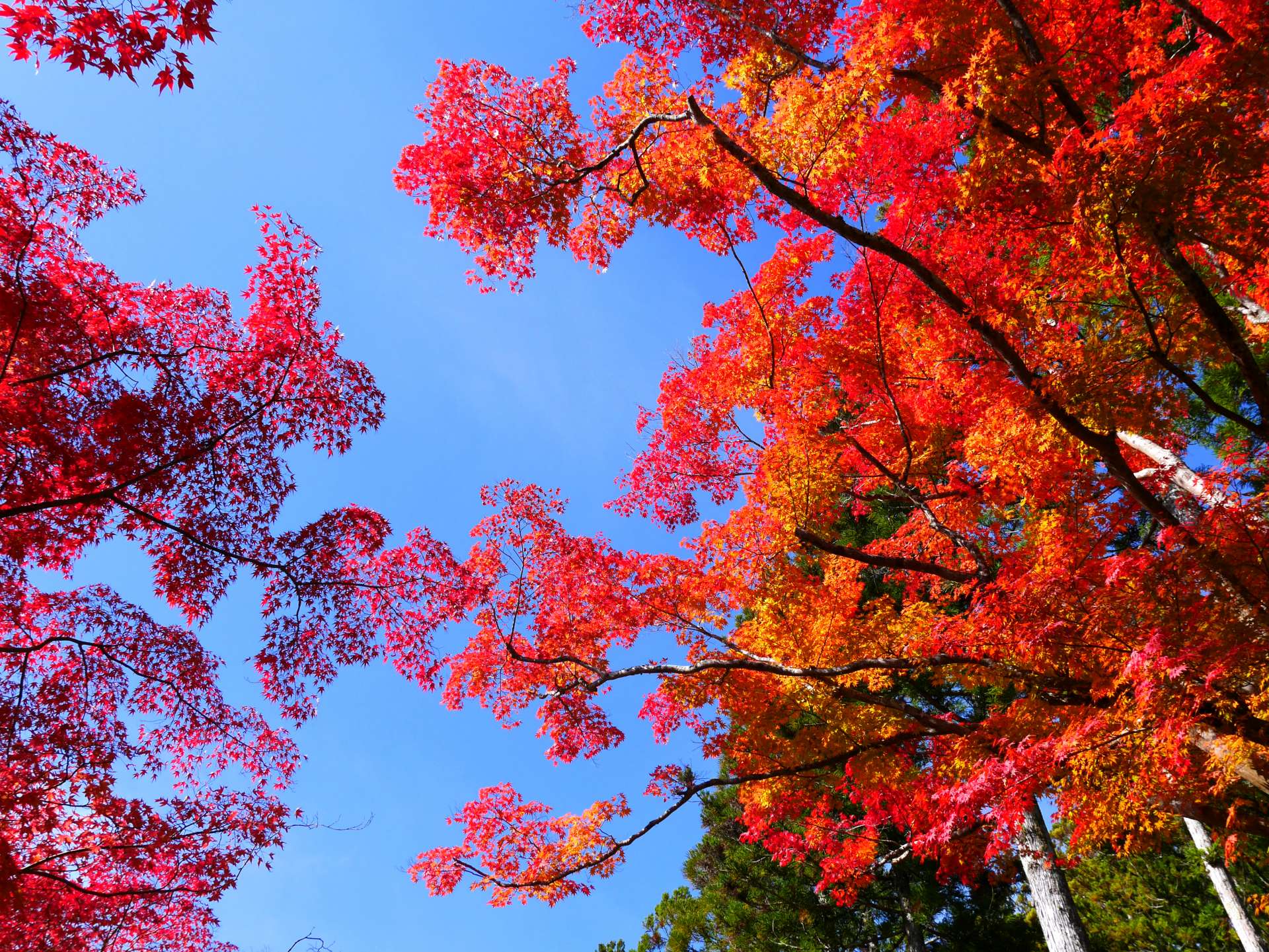 World Heritage Site – Mt. Koya (Part 1) – Autumn Leaves at Kongobu