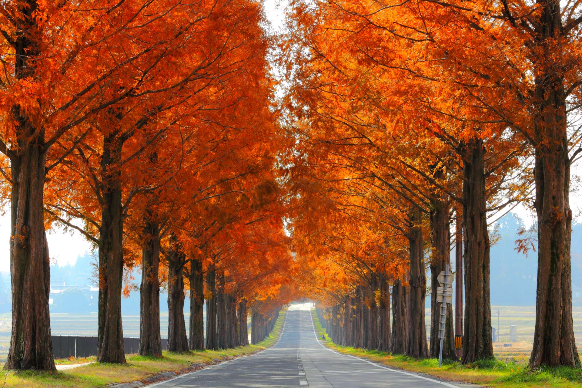 滋賀縣隱藏紅葉景點 水杉林蔭大道 好運日本行