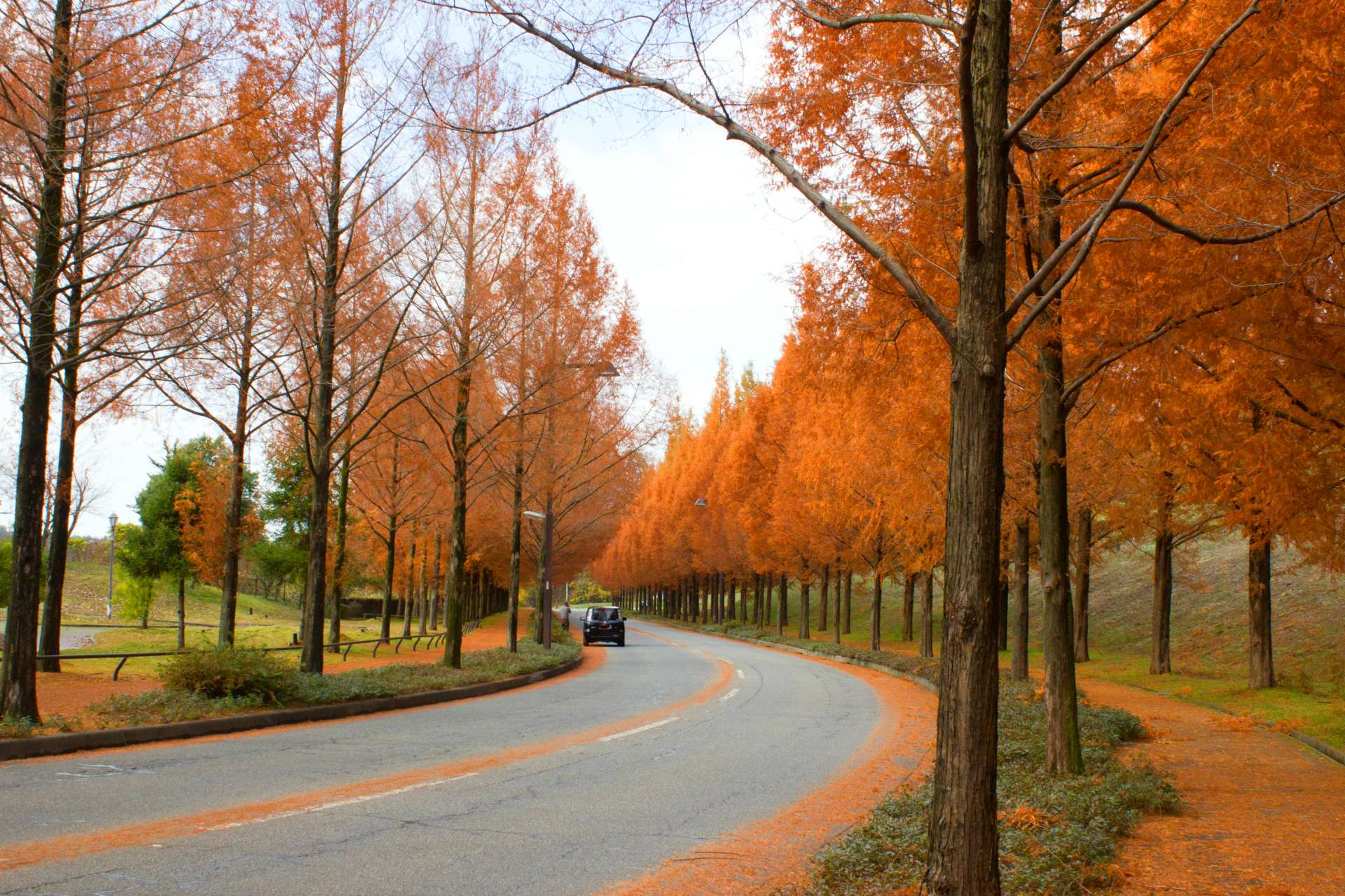 滋贺县隐藏红叶景点 水杉林荫大道 好运日本行