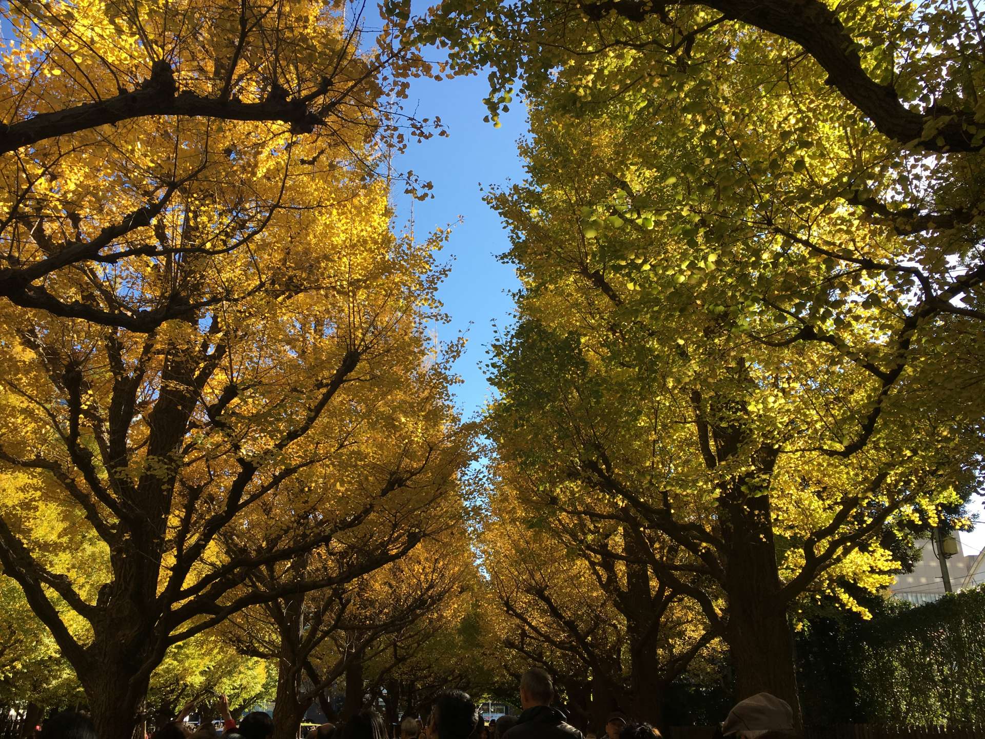 明治神宮外苑 內苑 漫步東京之秋的亮麗風景線 好運日本行