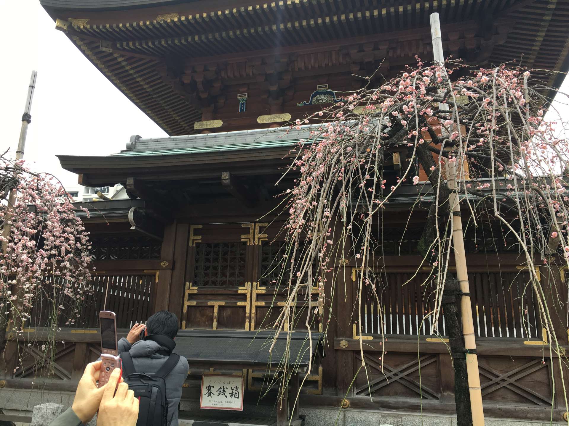 告知春天即将来临的文京区梅花祭 好运日本行