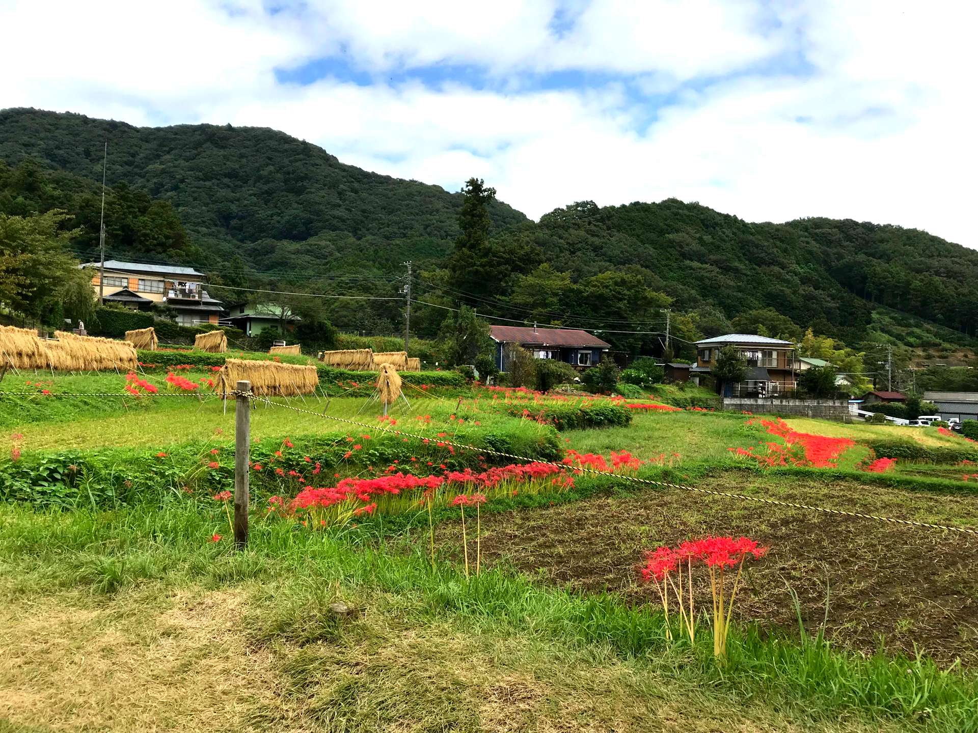 日向药师的彼岸花 神奈川之秋一道亮丽的风景线 好运日本行