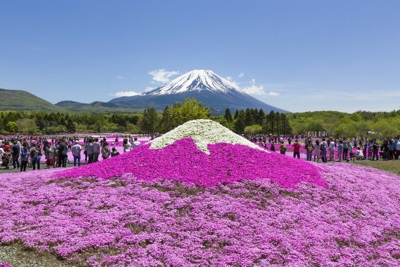 5 Reasons to Visit the Spring 2019 “Fuji Shiba-sakura Festival” | GOOD LUCK  TRIP