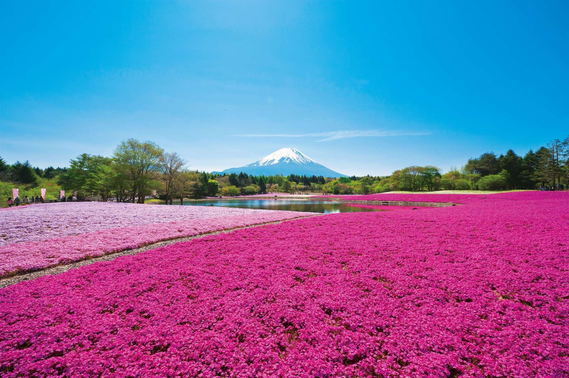 5 Reasons to Visit the Spring 2019 “Fuji Shiba-sakura Festival” | GOOD ...