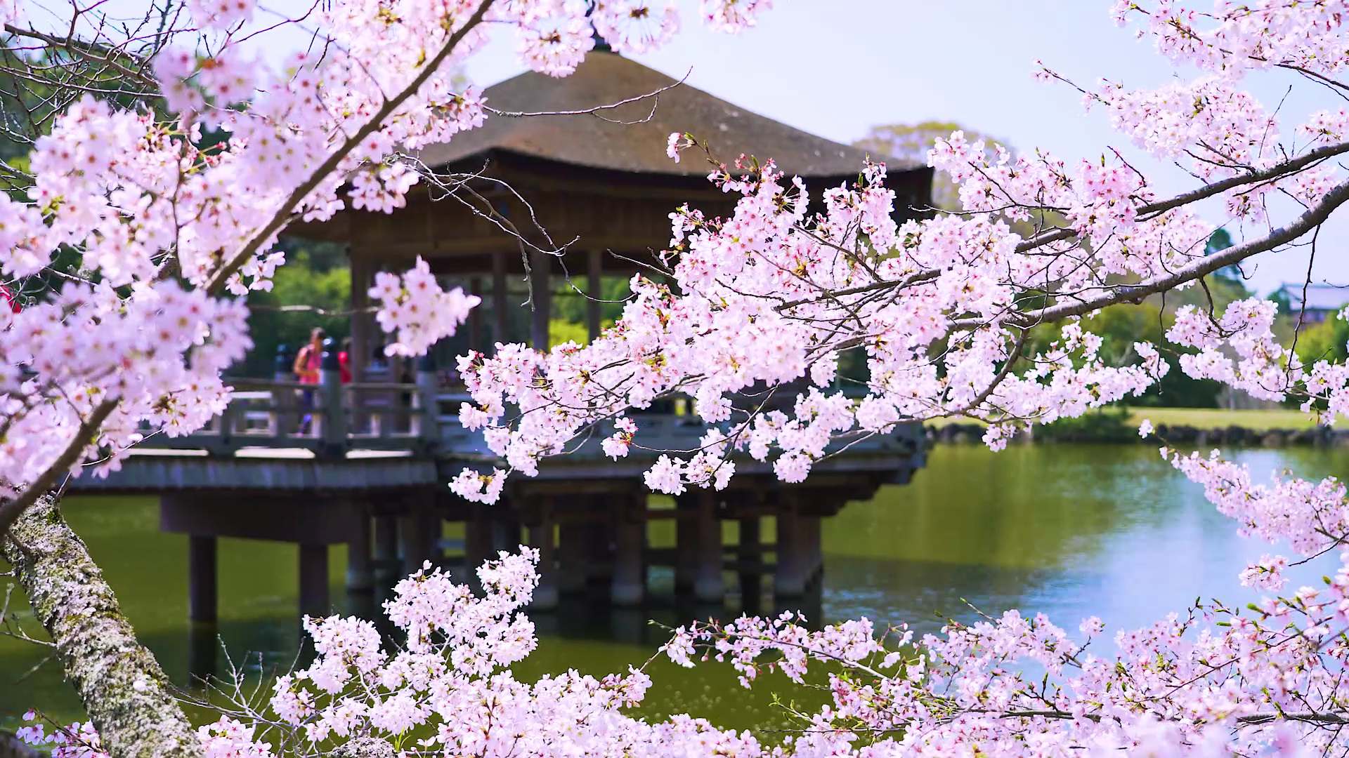 大阪から電車で行ける、超絶景の桜スポット7選！ | GOOD LUCK TRIP
