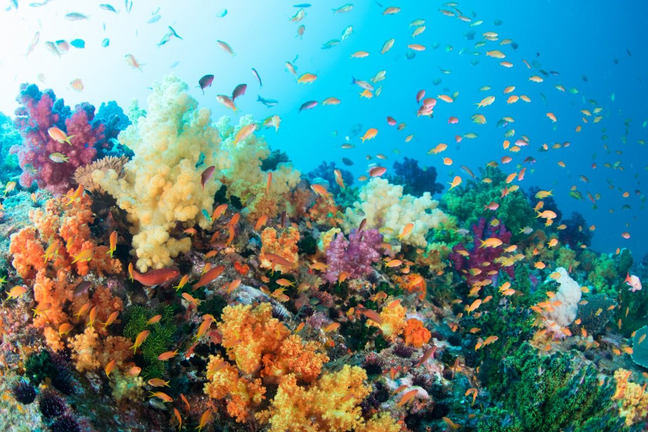 Scuba diving in the world's northernmost giant coral reef | GOOD LUCK TRIP