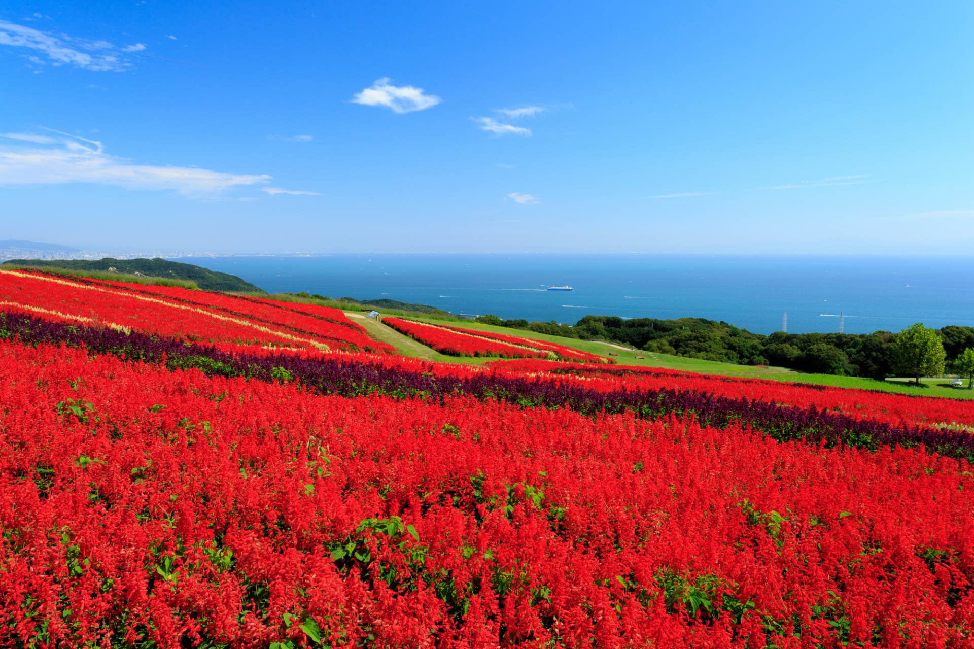 The panoramic view of the sea with a carpet of vivid flowers.