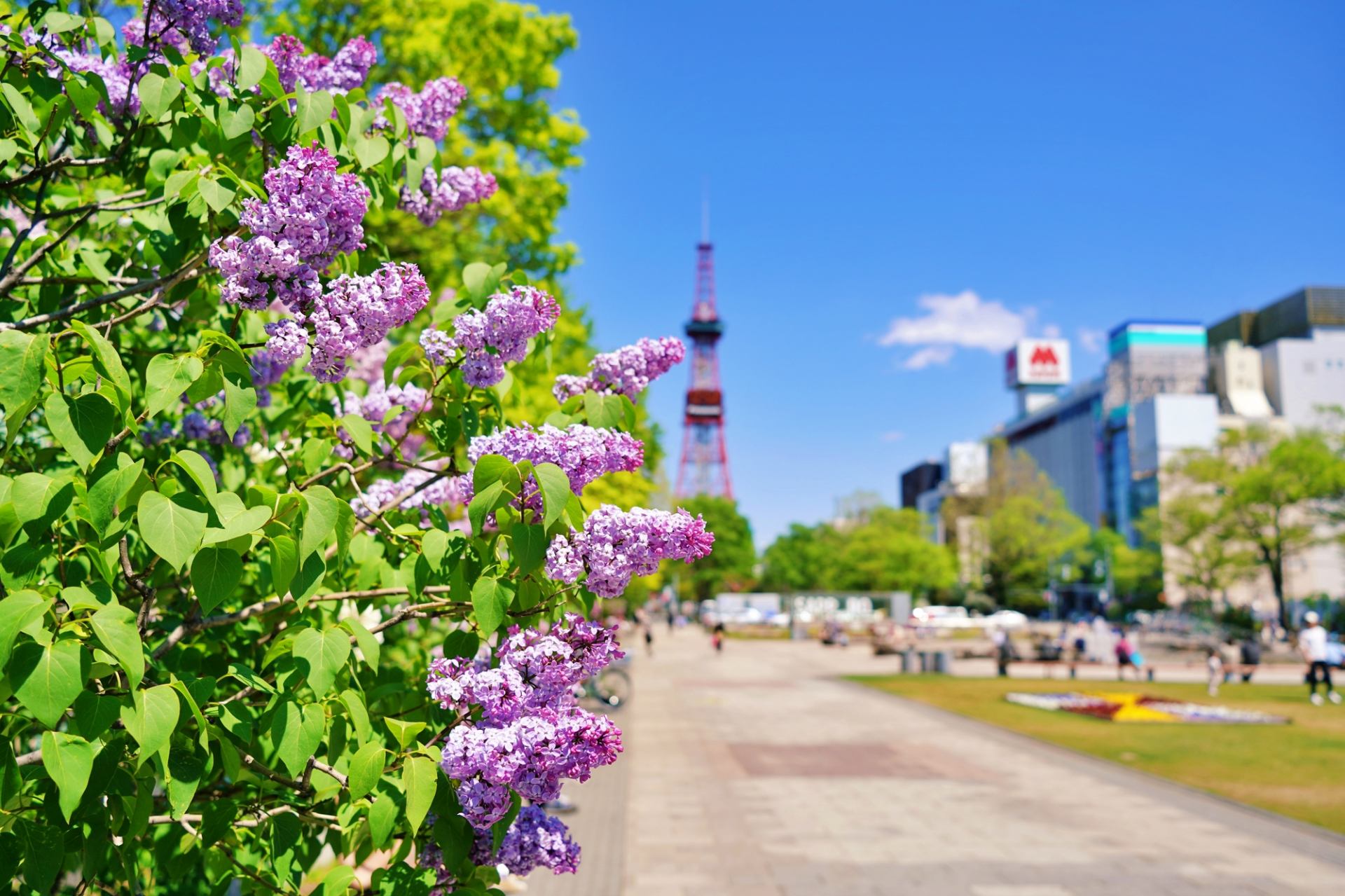 都市と自然が調和した美しい街並みが魅力！札幌の厳選観光スポット19選 | GOOD LUCK TRIP
