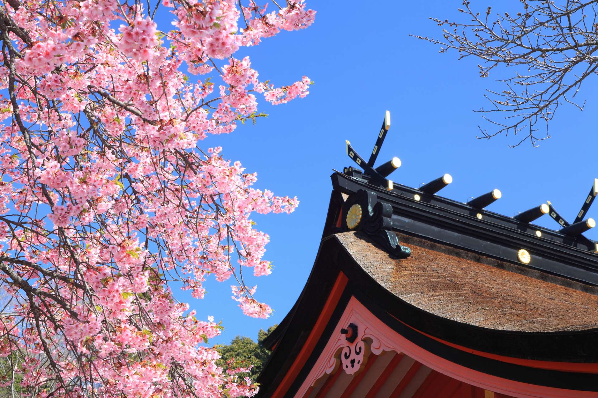 16 Cherry Blossoms Facts - Cherry Blossoms and Blossom Tree Trivia