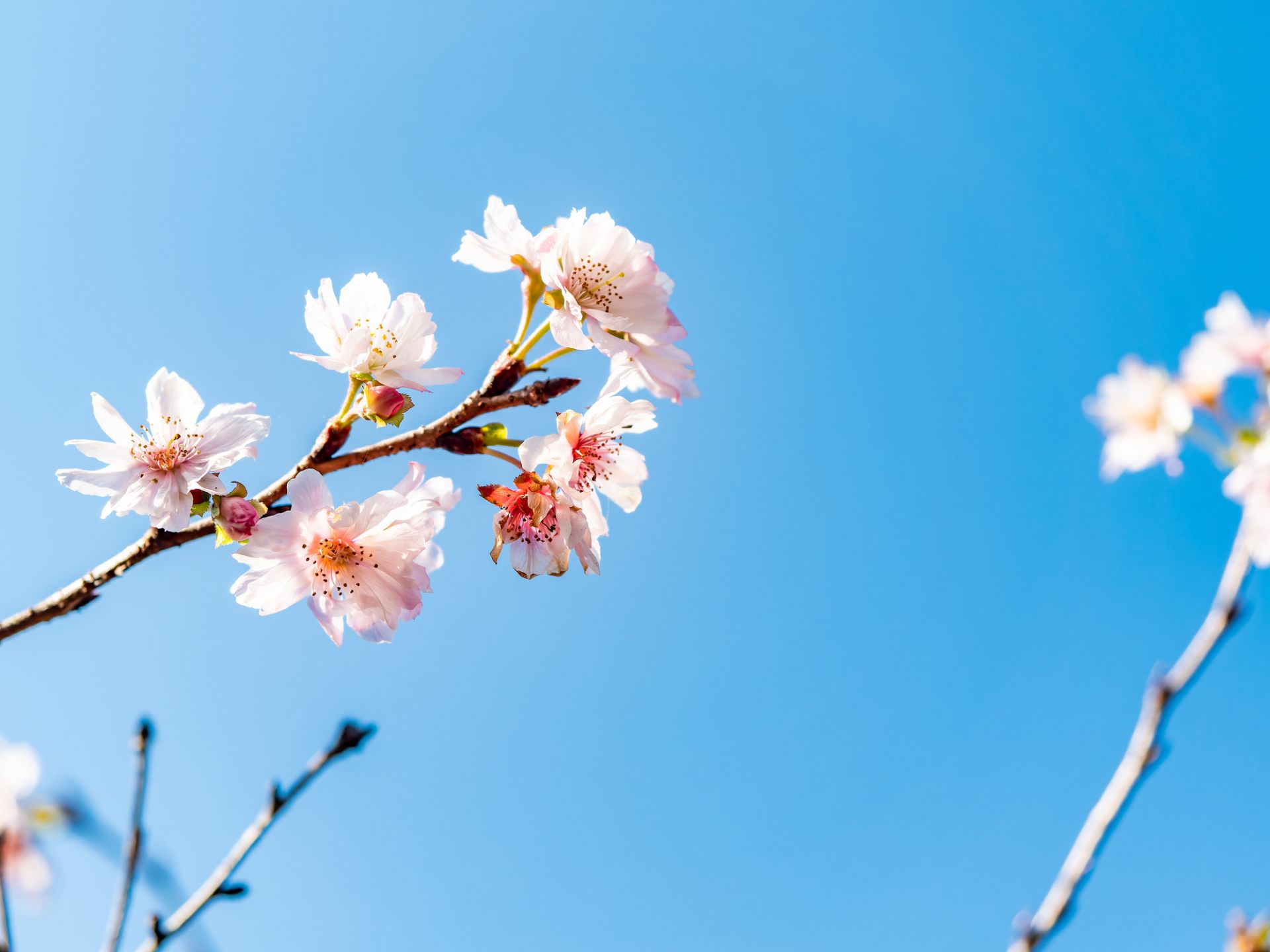 樱花」对日本人意味着什么？从历史和杂学中探究樱花和日本人的密切关系 ...