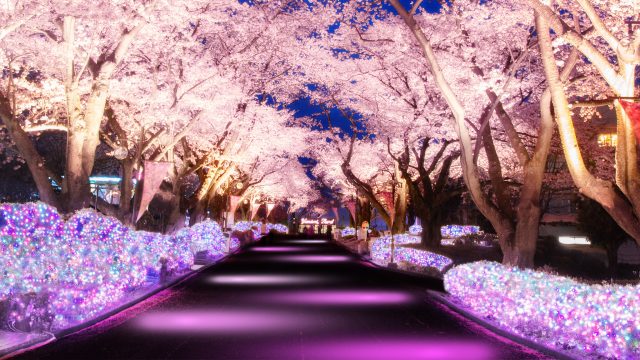 Yomiuriland (Night Cherry Blossom Jewellumination)