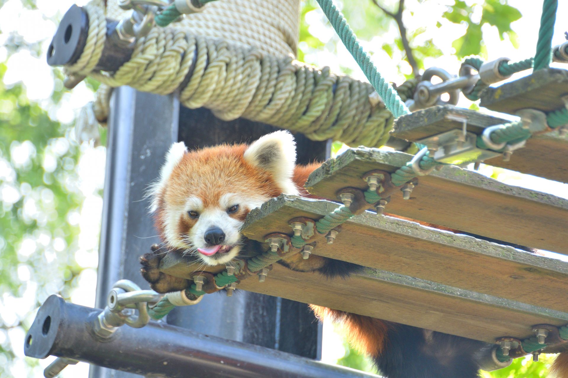 北海道ならではの体験ができる！旭川市 旭山動物園の観光ガイド | GOOD