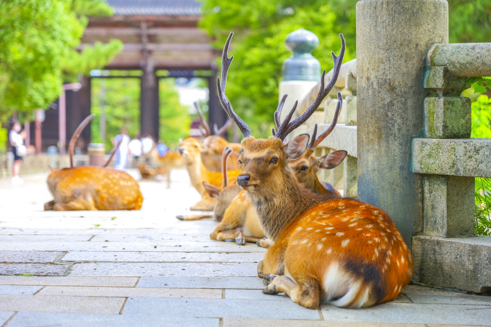 奈良 なぜ奈良は京都や大阪に比べてガラガラなのか ｢奈良の市街地は ...