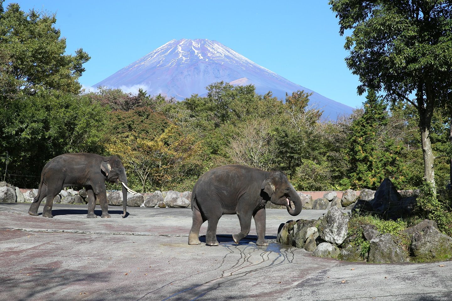 美しい富士山の眺望と、自然に生きる動物たちの姿が鑑賞できる