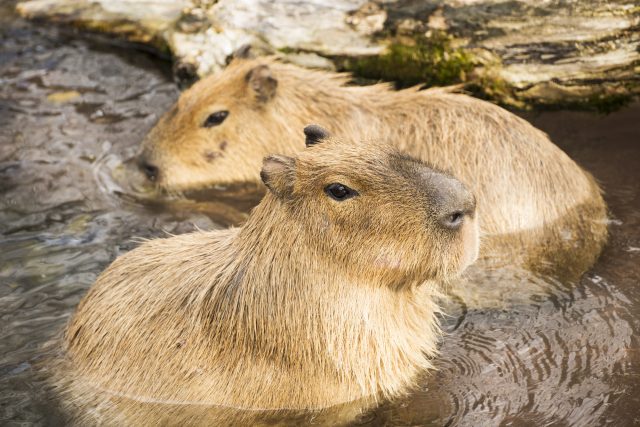 景點 吉祥寺 動物園 水族館 植物園 最新顺 好運日本行