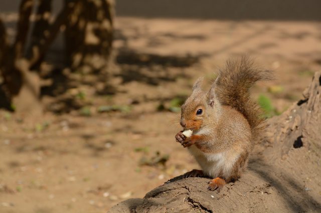 景點 吉祥寺 動物園 水族館 植物園 最新顺 好運日本行