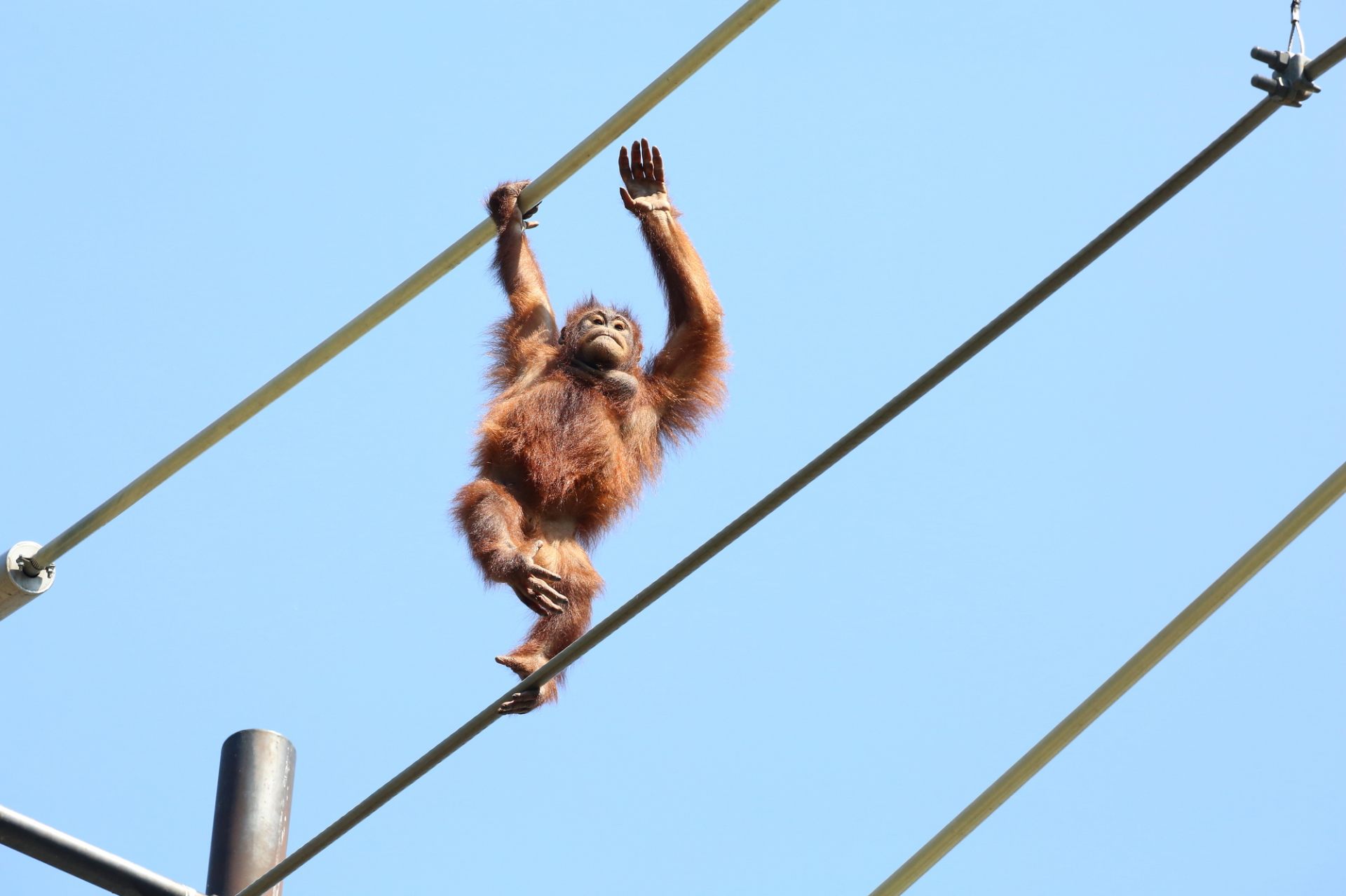 多摩動物公園 見どころ 交通 周辺情報 Good Luck Trip